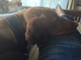 Two Canine Companions