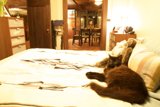 Contented Cat
