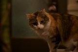 The Calico Manx