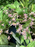 Luxuriant Blooms