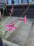 Geranium Blossom