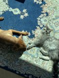 Furry Friends