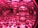 The Ball Room
