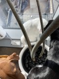 Furry Friends on a San Francisco Windowsill