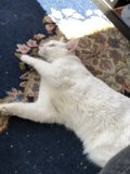 Cozy Cat Nap