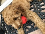 Playtime with Puppy