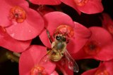 Bee Amongst Pink Flowers