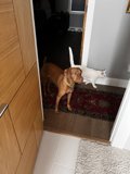 An Unlikely Duo at the Doorway