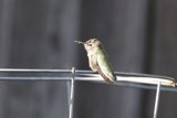 Perched Elegance