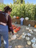 Harvest Moments in Santa Rosa