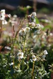 A Delicate Cluster of White Flowers