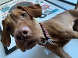 San Francisco's Most Adorable Vizsla