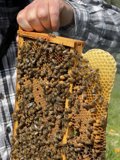 The Beekeeper and his Buzzing Friends