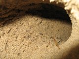 Hidden Arthropod