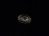 Illuminating the Invertebrate
