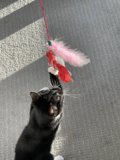 Feline Fun with Feather Boa Toy