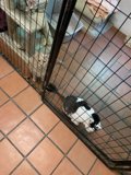 Imprisoned Feline