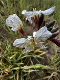 White Flowers in the Grass
