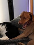 Comfy Couch Companions