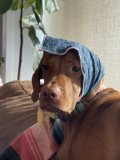 Stylish Pup in Blue