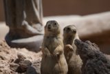 Playful Prairie Dogs