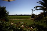 Serenity Amidst the Vines
