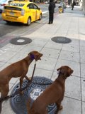 Paws on the Sidewalk