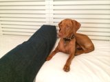 Cozy Canine Retreat