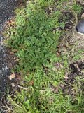 Verdant Patch