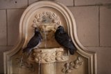 Pigeon Pair Refreshment
