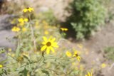 Golden Daisy Fields