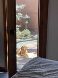 Furry Friend at Home