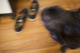 Furry Friend on Hardwood Flooring