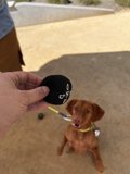 Playtime with the Pup