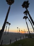 **Oxnard's Palm-Lined Horizon**
