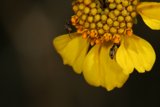 Buzzing Buddies