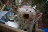 The Artistic Merge: Nature-Inspired Vase