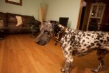 Spotted Pooch in a Hardwood Haven