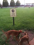 Walking Dogs in the Park