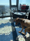 Paws on the Plush Rug