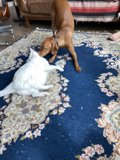 Furry Friends Rug Fun