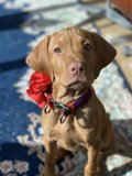 The Flowered Friend