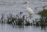 Graceful Sentinel of the Wetlands