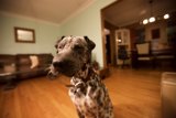 Hardwood Hound