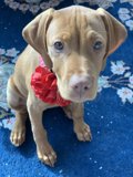 A Pup in Bloom