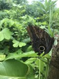 Delightful Butterfly with Enchanting Eyes