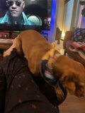 Laurence Fishburne enjoys company of his furry friend