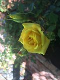 The Radiant Yellow Rose