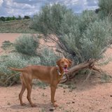 The Vizsla at the Park