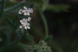 Delicate Geranium Blossoms